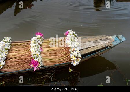 Ernte von Seerosen auf dem Bauernboot im Bezirk Kien Tuong, Long an Province, Vietnam Stockfoto