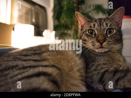 Nahaufnahme einer Katze, die auf einem Bett sitzt und schaut Direkt in die Kamera Stockfoto
