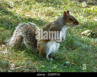 Nahaufnahme Porträt des grauen Eichhörnchen auf dem Gras und stehen Mit Neugier suchen Stockfoto