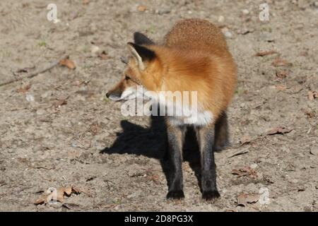 Rotfuchs in Wäldern Stockfoto