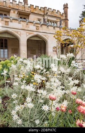 Blühende Flanellblumen (Actinotus helianthi) im Government House in Sydney, New South Wales, Australien Stockfoto