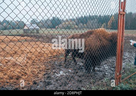 Bison hinter Gittern im Reservat. Stockfoto