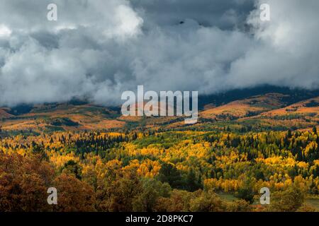 Approaching Storm, Aspen, Populus Tremula, Eiche, Quercus Gambelii, Dallas Divide, Uncompahgre National Forest, Colorado .psd Stockfoto