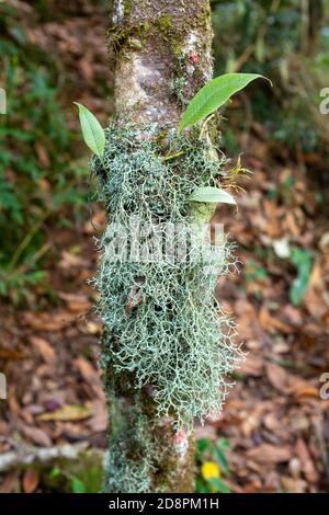 Spanish Moos, eine Art von Airplants auch bekannt Grandpas Beard Stockfoto