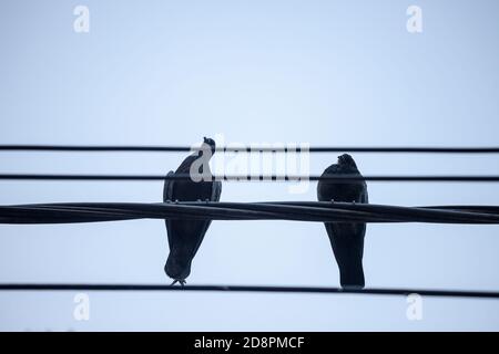 Zwei Tauben stehen auf einem Stromkabel mit blauem Himmel Hintergrund. Sie gehören zu Columa livia, auch bekannt als Rock Dove, die häufigste spec Stockfoto