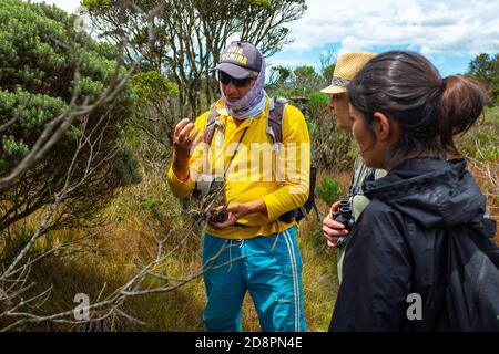 BELMIRA, KOLUMBIEN - 20. Jan 2020: Belmira, Antioquia / Kolumbien - 19 2020. Januar: Zwei Frauen mit einem Führer, die über die Fauna im Ökosystem in Stockfoto