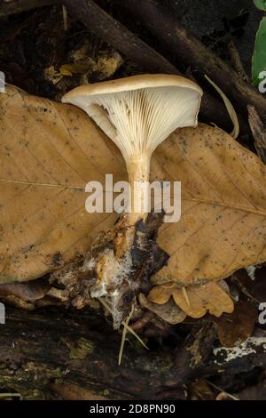 Kiemen, Stängel und Mycelien des Trichterpilzes oder der Agaricomyceten. Stockfoto