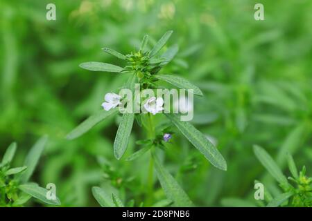 Zarte weiße Blüten, die auf einem Sommer-Bohnenkraut blühen Stockfoto