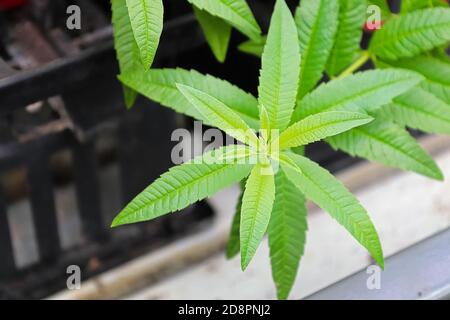 Ein Blick von oben auf die Leves auf einer süßen Stevia Kräuterpflanze Stockfoto