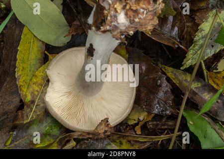 Die Kiemen des jungen Wolkentrichterpilzes oder der Clitocybe nebularis. Stockfoto