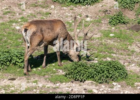 Hirsch im schönen Herbstwald im Jura, Frankreich Stockfoto