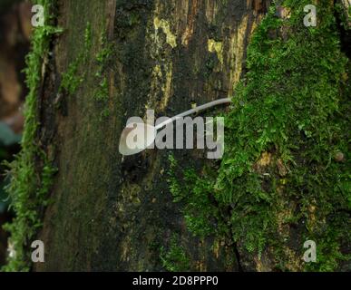 Der gemeine Haubenpilz oder mycena galericulata, der aus einem verfallenden Baumstamm wächst. Stockfoto