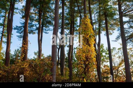 Gratgurke mit Blättern, die Farbe ändern. Kletterpflanze auf einem Baumstamm. Hain von weißen Kiefern. Hopkinton State Park, Massachusetts, New England, USA. Stockfoto