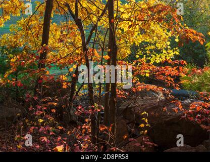 Setzlinge und Unterholz. Herbstlaub in Neuengland. Leuchtende Farben von Ahorn, Buche und Eiche in Herbsttönen. Hopkinton State Park, MA, USA. Stockfoto