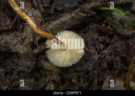 Die Kiemen des Kastaniendapperling Pilz oder Lepiota castanea in feuchten Herbst Wald. Stockfoto