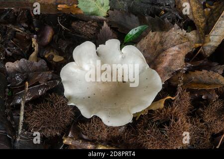 Der Clitopilus prunulus Pilz wächst neben einigen verfallenden Ästen in Herbstwäldern. Stockfoto