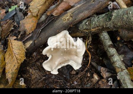 Der Clitopilus prunulus Pilz wächst neben einigen verfallenden Ästen in Herbstwäldern. Stockfoto