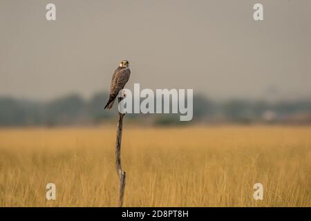 Nachzügler oder Lugger Falke oder Falco Jongger mit einem thront Blickkontakt auf Wintervormittagfahrt am Tal chapar Blackbuck Heiligtum rajasthan indien Stockfoto