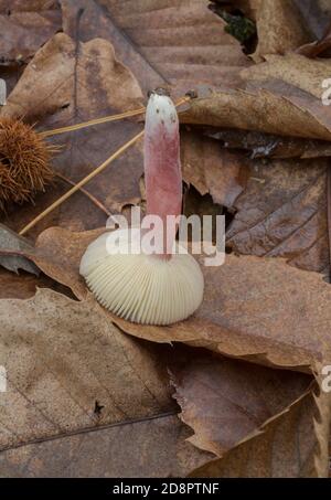 Die Kiemen eines jungen Täubling mariae Pilz gefunden wachsen in tiefen, feuchten Blattstreu. Stockfoto