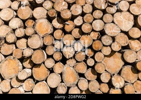 Holz nach der Entwaldung in Jura, Frankreich, gestapelt Stockfoto