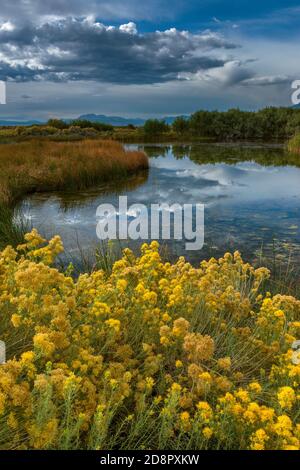 Rabbitbrush, Warm Springs, Mono Basin National Forest Scenic Area, Inyo National Forest, Kalifornien Stockfoto