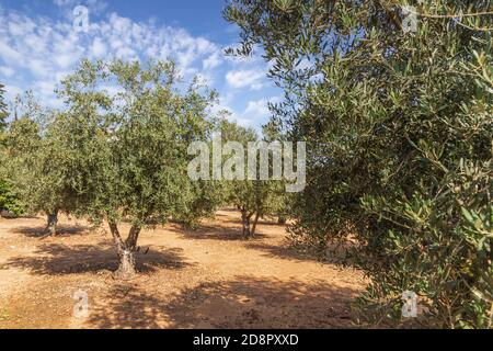 Olivenbaum Garten mit unreifen Früchten gegen den Himmel mit Wolken Stockfoto