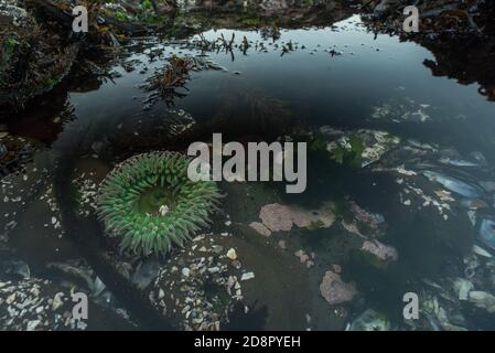 Die riesige grüne Anemone (Anthopleura xanthogrammica) aus dem Pazifischen Ozean, diese stammt aus den Pfeilerpunkt-Tidepools in Kalifornien. Stockfoto