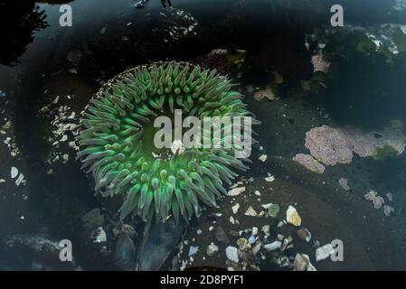 Die riesige grüne Anemone (Anthopleura xanthogrammica) aus dem Pazifischen Ozean, diese stammt aus den Pfeilerpunkt-Tidepools in Kalifornien. Stockfoto