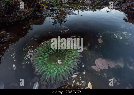Die riesige grüne Anemone (Anthopleura xanthogrammica) aus dem Pazifischen Ozean, diese stammt aus den Pfeilerpunkt-Tidepools in Kalifornien. Stockfoto