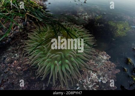 Die riesige grüne Anemone (Anthopleura xanthogrammica) aus dem Pazifischen Ozean, diese stammt aus den Pfeilerpunkt-Tidepools in Kalifornien. Stockfoto