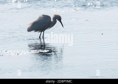 Ein Schneegreiher (Egretta thula), der in einem Tidepool in Kalifornien jagt. Stockfoto