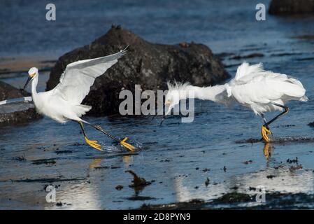 Ein Paar verschneite Reiher (Egretta thula) zanken über ein bisschen Essen in einigen tidepools in Kalifornien. Stockfoto