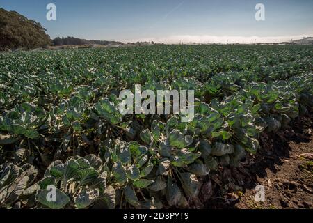 Ein Feld von rosenkohl wächst in San Mateo County, Kalifornien. Stockfoto