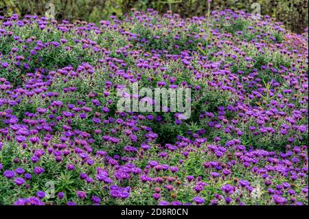 Symphyotrichum novae-angliae violette Kuppel. Asteraceae, New England Aster Purple Dome.Lila Gänseblümchen blüht im Herbst. Stockfoto