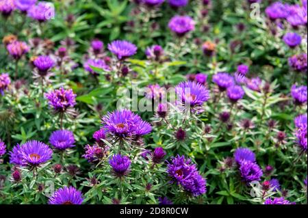 Symphyotrichum novae-angliae violette Kuppel. Asteraceae, New England Aster Purple Dome.Lila Gänseblümchen blüht im Herbst. Stockfoto