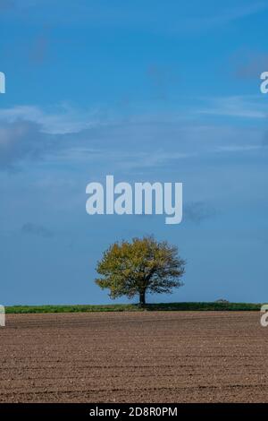 Einzelliger Baum am Horizont, der allein gegen einen blauen wolkenlosen Himmel auf einem braunen gepflügten Feld steht Stockfoto