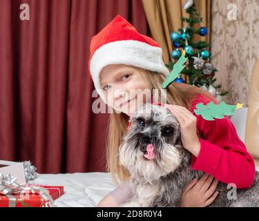 Liebenswert lachend kleines Mädchen setzt auf ein Stirnband mit Weihnachten Bäume auf einem Miniatur-Schnauzer-Hund Stockfoto