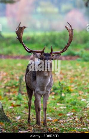 Ein junger Hirsch im Hirschpark in der holkham Hall in norfolk. Stockfoto