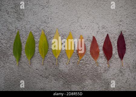 Herbst Blätter Regenbogen Farbverlauf. Konzept für den Wechsel der Herbstsaison. Stockfoto