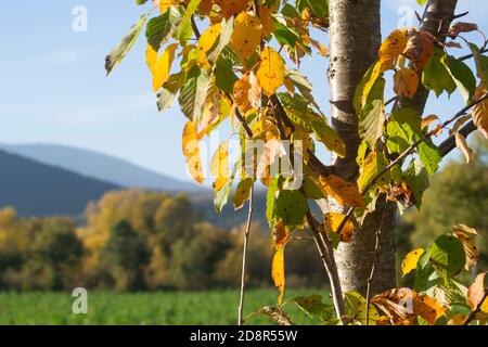 Kirschbaum mit Blättern in Herbstfarben gegen die Landschaft und Berge in der Nähe von Anghiari, in der Toskana Region Stockfoto