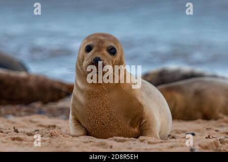 Ein grauer oder gewöhnlicher Robbenhund am Strand von Horsey an der nördlichen norfolkküste während der Brutzeit. Stockfoto