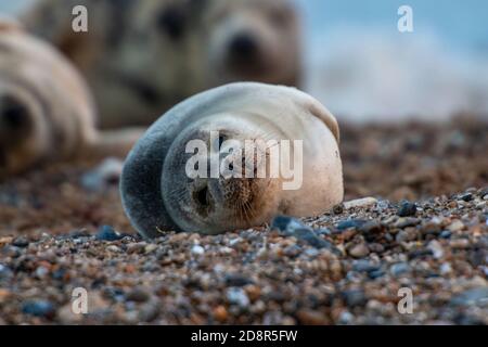 Ein grauer Robbenwelpe oder gewöhnlicher Robbenwelpe am Strand von Horsey auf der norfolk Cost, großbritannien Stockfoto