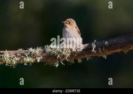 Fichtschirmfenkatcher (Ficedula Hypoleuca) an einer Zweigstelle in Marbella. Andalusien, Spanien Stockfoto