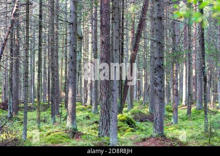 Ein dichter Wald von hohen, geraden, moosbedeckten Kiefern im Nordwesten Russlands. Stockfoto