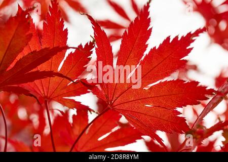 Nahaufnahme von roten japanischen Ahornblättern im Herbst. Bild mit selektivem Fokus. Stockfoto