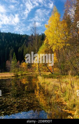 Herbstreflexionen am Ellbachsee, einem tarn im nördlichen Schwarzwald, Deutschland Stockfoto