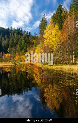 Herbstreflexionen am Ellbachsee, einem tarn im nördlichen Schwarzwald, Deutschland Stockfoto