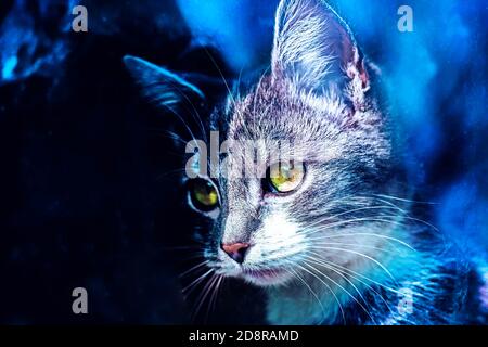 Awesome Porträt von Esche Katze im blauen Weltraum. Stockfoto