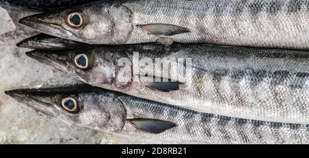 Frische rohe Barracuda Blick von oben auf Eis. Frische Lebensmittel auf dem Markt. Stockfoto