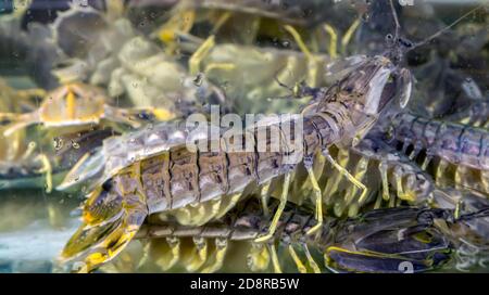 Mantis Shrimp marine Krebstiere schwimmen Unterwasser-Glas-Aquarium Stockfoto